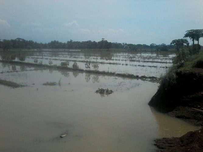 Lahan pertanian yang terendam akibat jebolnya tanggul di Dusun Karangmalang