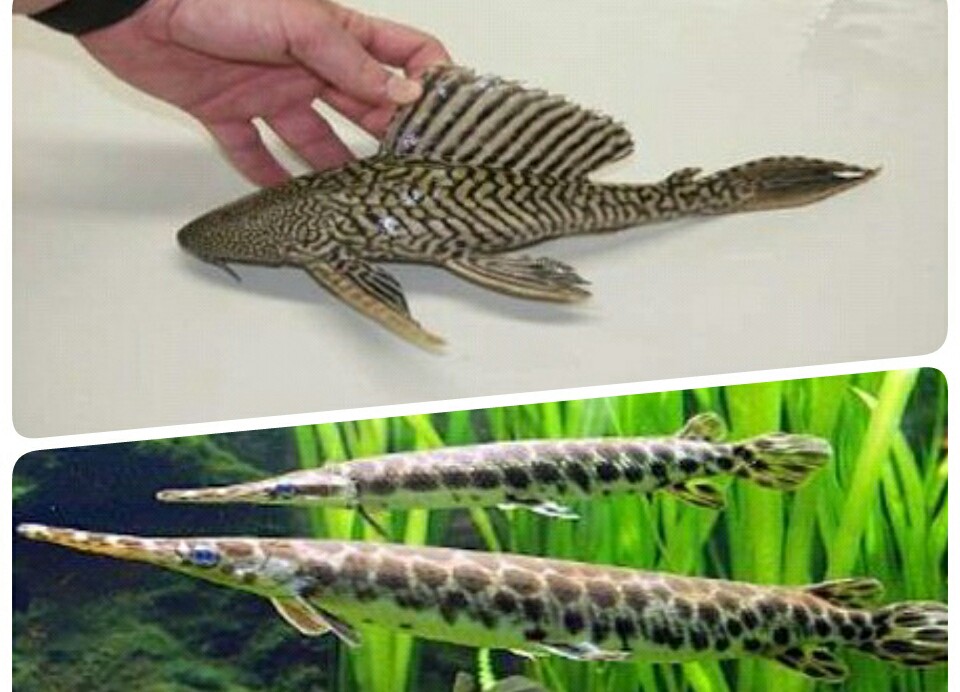 Ikan Sapu sapu dan ikan Aligator