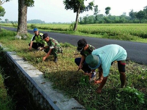 Penanaman Refugia oleh Petani dan Babinsa di Karangduren Kabupaten Jember untuk mengantisipasi serangan hama wereng