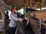Peternakan Sapi Dan Kambing Milik Anggota Polri Menarik Perhatian Kapolres Banjar
