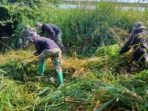 Satgas Citarum Sektor 21 Citepus Bersihkan Tanaman Liar Di Bantaran Sungai Kampung Bojongsuren Girang