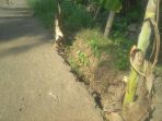 Warga Desa Padaringan Ciamis Tanami Jalan Rusak Dengan Pohon Pisang