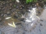Ikan Di Sungai Elo Mati, Bupati Temanggung Curiga Akibat Ulah Limbah Pabrik Tekstil