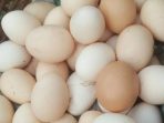khasiat telur ayam kampung bagi kesehatan manusia