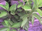 khasiat daun sembung untuk asam lambung