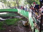 Feeding Carnivore, Sensasi Memberi Makan Harimau dan Buaya di Semarang Zoo