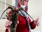 Bagaimana Teknik Transportasi Lobster Stadia Induk Agar Tetap Hidup dan Sehat : Rahasia Untuk Pedagang Lobster!!!!