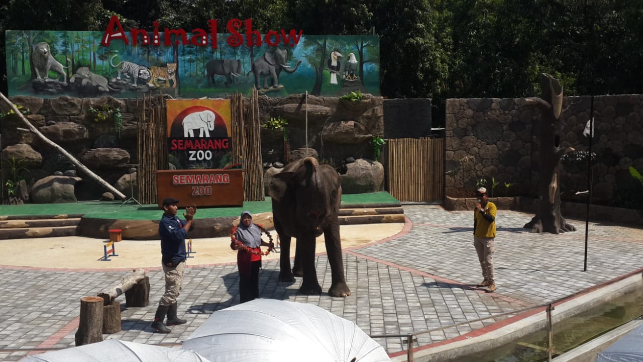 Gelar Animal Shows, Direktur Semarang Zoo; Fokus Perbaikan dan Promo