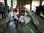 Vaksinasi PMK Di Jawa Tengah Mulai Kamis Lusa