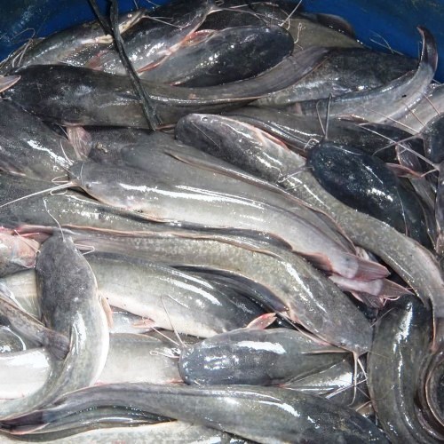 Budidaya Ikan Lele Menguntungkan, Produksi Ikan Air Tawar Meningkat Pesat