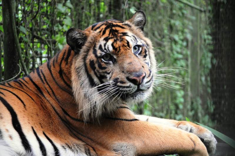 World Tiger Day 2022, Peran Taman Safari Indonesia Sebagai Lembaga Konservasi Dalam Menyelamatkan Populasi Harimau Sumatera Sebagai Lembaga Konservasi