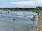 Peranan Tambak Udang Dalam Perlindungan dan Restorasi Hutan Mangrove