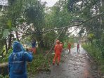 Hujan Deras Disertai Angin dan Petir Akibatkan Pohon Tumbang yang Menimpa Rumah Warga