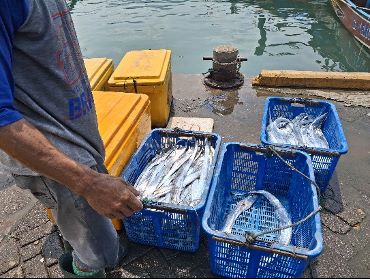 Produktivitas Rawai Layur dalam Perspektif Perikanan Skala Kecil Produktivitas Rawai Layur dalam Perspektif Perikanan Skala Kecil